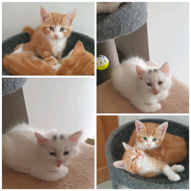 orange and white fluffy kitten